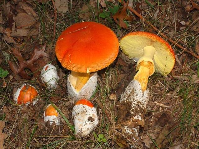 Amanita caesarea (ovulo buono)