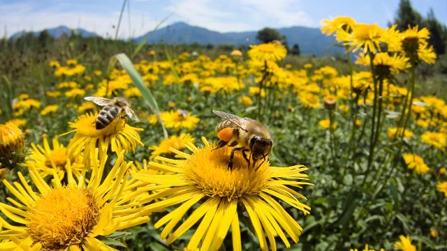 Un protocollo d’intesa per salvaguardare la vita delle api