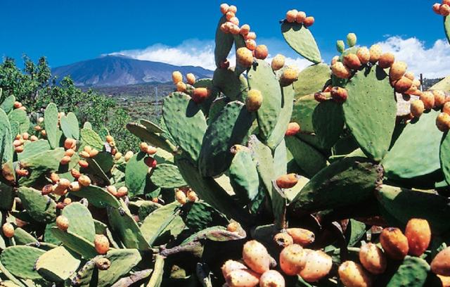 Ficodindia dell'Etna DOP