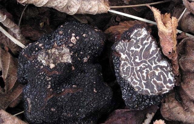 il-tartufo-tra-i-sapori-d-autunno