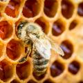 La Sicilia che resiste nei Presìdi Slow Food