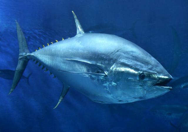 Via libera all’aumento delle quote di pesca del tonno rosso