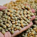 La Sicilia che resiste nei Presìdi Slow Food