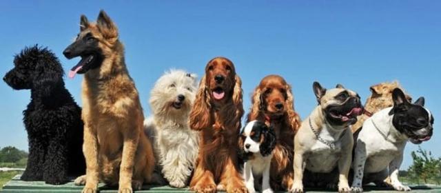 prima-esposizione-nazionale-in-sicilia-aperta-a-tutti-i-cani-di-razza