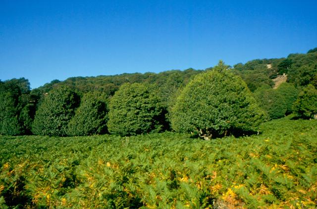 Gli Agrifogli di Piano Pomo