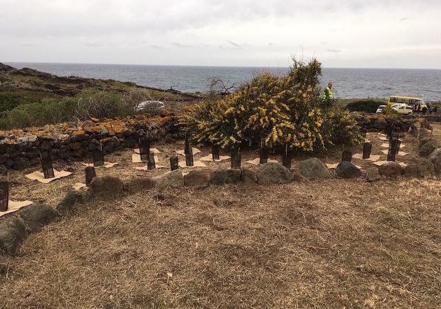 A Pantelleria messe a dimora le prime 250 piante di mirto