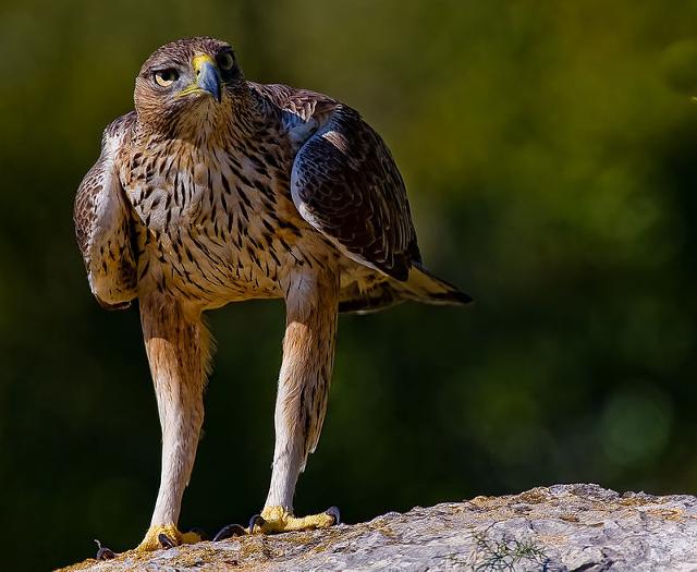 Aquila di Bonelli - ph Paco Gómez Aquila di Bonelli - ph Paco Gómez
