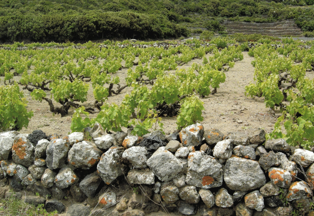 Avvicinarsi alla viticoltura e ai vini di Pantelleria