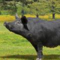 La Sicilia che resiste nei Presìdi Slow Food