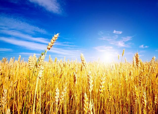 Grande attesa a Modica per la Festa del Raccolto Prime Terre