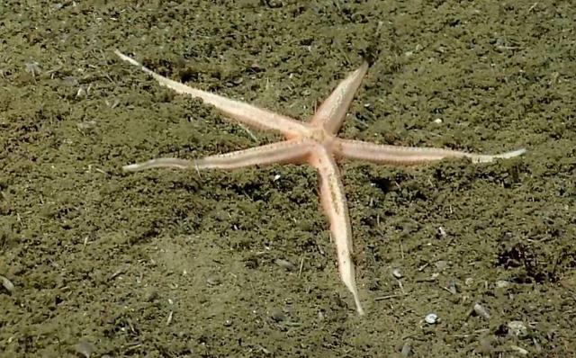 Nei fondali delle Eolie scoperta una nuova specie di stella marina