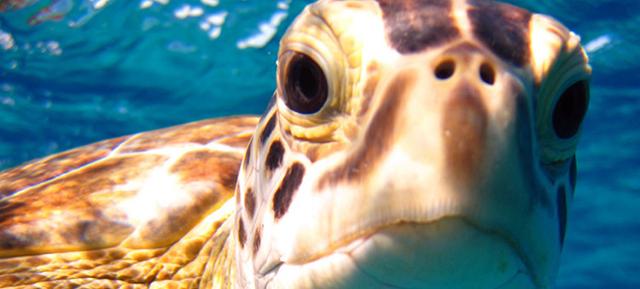 Rio Mare e l'Area Marina Protetta ''Isole Egadi'' lanciano il ''Marine Turtle Tracking''