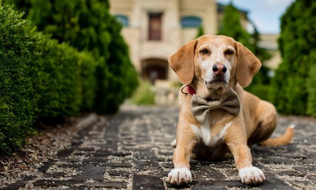 La medaglietta con inciso nome e numero di telefono è fondamentale in viaggio