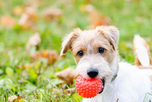 Per far vivere una vacanza tranquilla ai nostri amici a quattro zampe, sono fondamentali i suoi oggetti familiari.