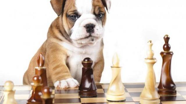 Un vasto set di giochi non farà annoiare i nostri cuccioli durante il viaggio