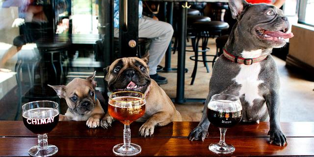 Non devono mai mancare cibo e acqua e far rimanere uguale a sempre il loro regime alimentare 