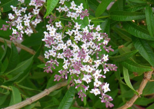 Lippia citriodora meglio conosciuta come "Erba cedrina"