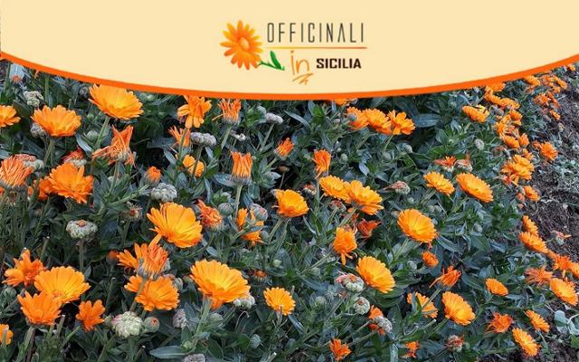 Torna ''Officinali IN Sicilia''