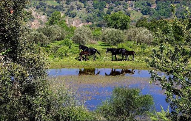 Meraviglioso cavallo nero di Sicilia