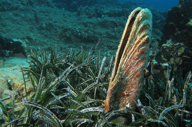 Pinna Nobilis Pinna Nobilis