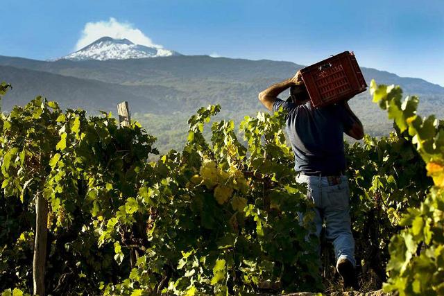 L'Etna è una risorsa per tutto il vino siciliano
