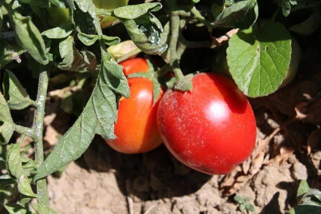 Il "Pomodoro Rosso Siccagno" è di varietà "pizzutello" e viene chiamato "siccagno" perché coltivato senza l'ausilio dell'irrigazione, quindi a secco