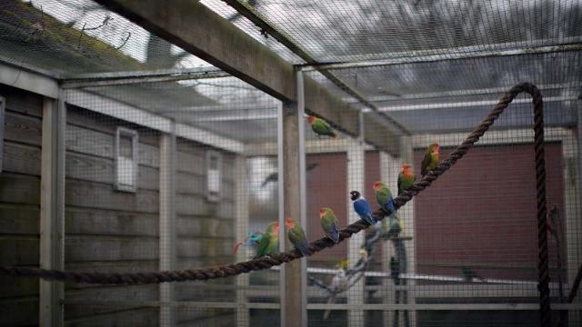 Se la videoarte racconta il rapporto tra natura e disabilità mentale