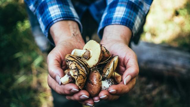 Un prontuario e tre app per andare a funghi in tutta sicurezza