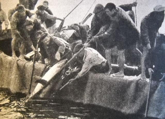 Mattanza nel mare di Scopello