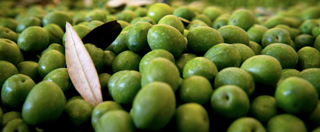 Il Co.Fi.Ol traccia il bilancio sullo stato di salute della filiera olivicola siciliana