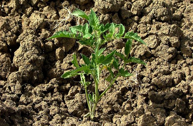 Il pomodoro siccagno si semina a marzo e per tutta l'estate non riceve acqua. Il contadino deve però smuovere spesso il terreno e zappare il campo tra i filari, per rompere la crosta argillosa e permettere all'umidità di correre tra le radici e nutrire le piante...