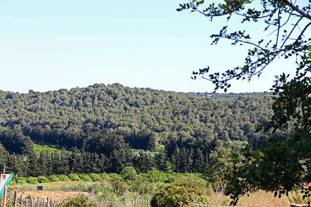 La Riserva naturale Pino d'Aleppo La Riserva naturale Pino d'Aleppo