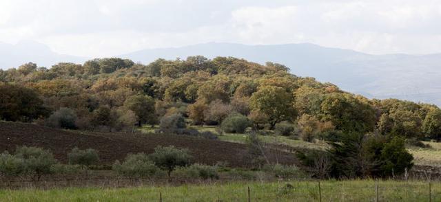 Cozzo Finocchiaro, Baucina - Bosco di roverelle