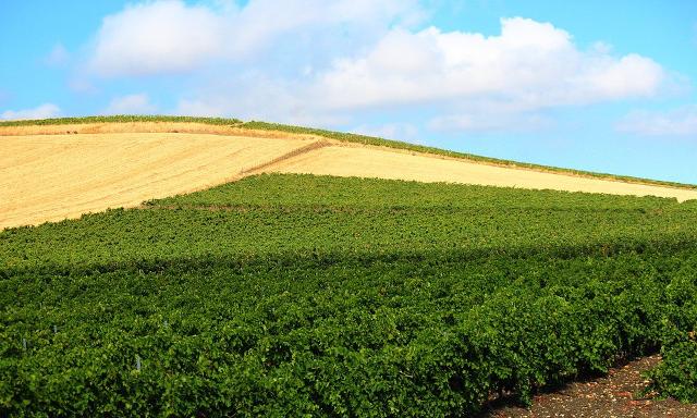 Agroecologia e Agricoltura biologica