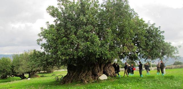 Il carrubo più grande e antico della Sicilia si trova in contrada Favarotta, tra Cava d'Ispica e Rosolini. L'albero, sito all'interno della tenuta Caschetto, secondo gli studiosi avrebbe circa 2000 anni