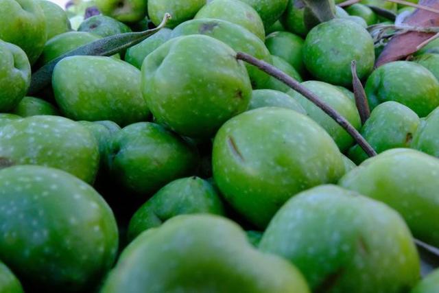 È tempo di olive ed olio nuovo! Al clou la campagna di raccolta in Sicilia