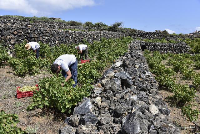 Muretti a secco in un vigneto di Donnafugata a Pantelleria - ph Fabio Gambina
