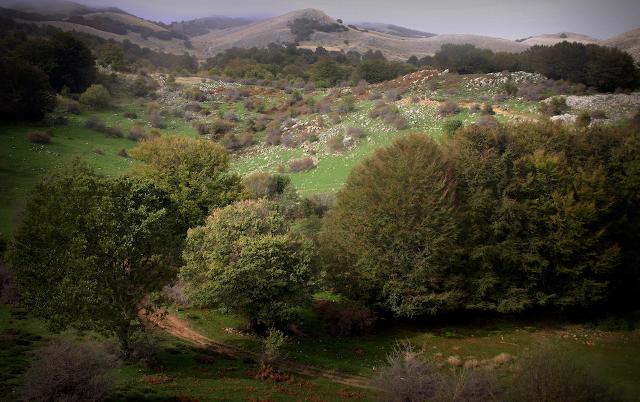 Il Sentiero degli Agrifogli Giganti di Piano Pomo, Madonie