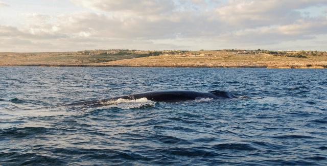 whale-watching-weekend-osservando-le-balene