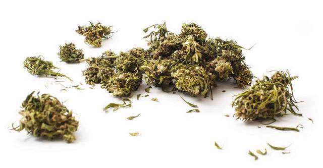 Infiorescenza della cannabis sativa Infiorescenza della cannabis sativa