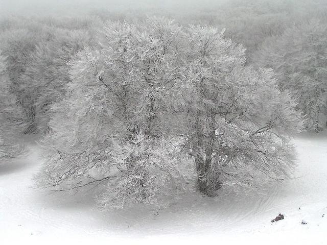 Piano Battaglia - L'albero della neve, ph giomodica
