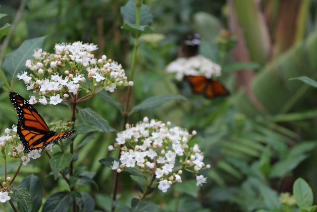 nel-giardino-incantato-delle-farfalle