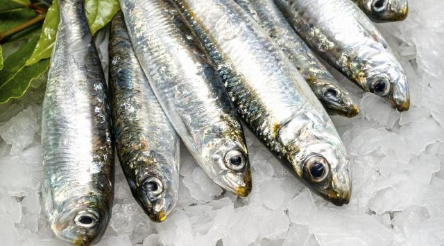 Sarde fresche, pesce azzurro povero ma buonissimo