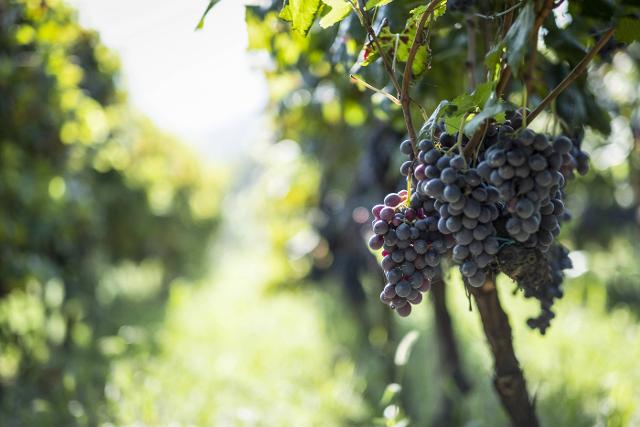Grappoli di uva Nocera (Cantina Vinicola Bongiovanni)