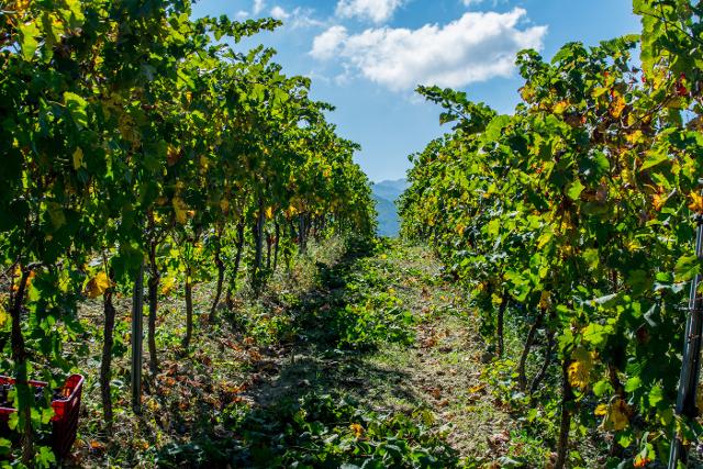 Vigneto di Mamertino DOC (Tenuta Lacco)