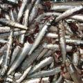 La Sicilia che resiste nei Presìdi Slow Food