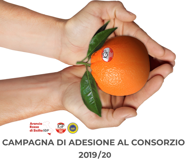Aperta la campagna di adesione al Consorzio di tutela Arancia Rossa di Sicilia IGP