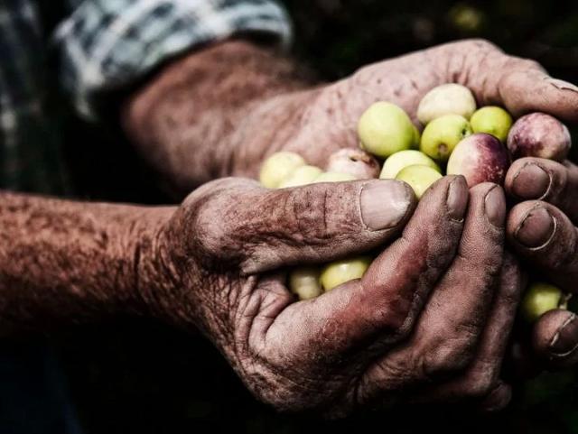 La maturazione delle olive varia a seconda della cultivar...