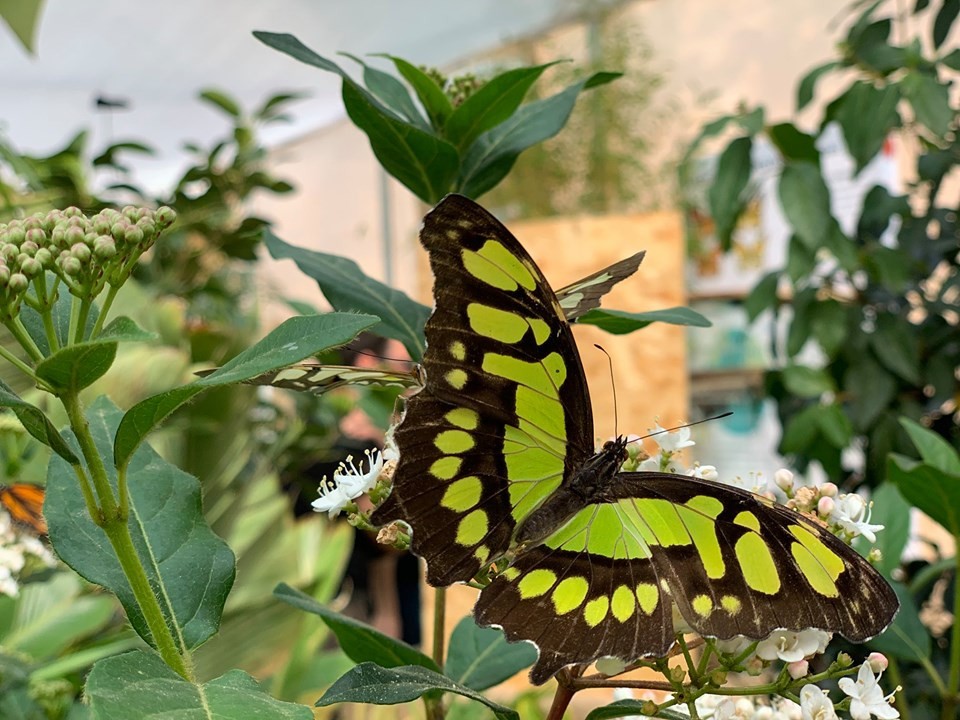 Le farfalle tornano nella loro casa palermitana Guida Sicilia