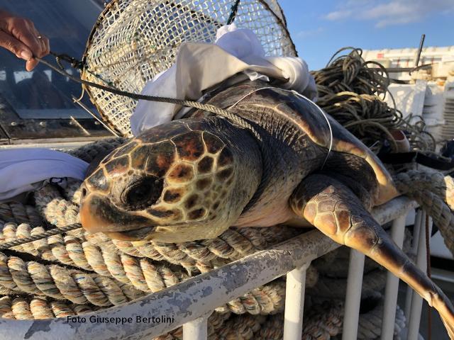 Una tartaruga Caretta caretta salvata da un traghetto di linea